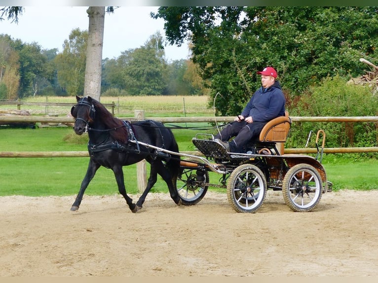 Dartmoor Gelding 3 years 12 hh Black in Halle