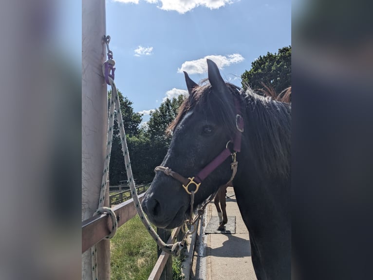 Dartmoor Gelding 3 years 13 hh Grey-Dark-Tan in Kent