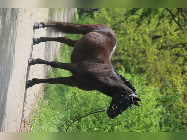 Dartmoor Gelding 4 years 11.2 hh Black in Ringe