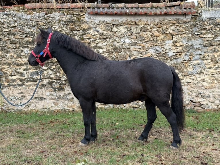 Dartmoor Gelding 4 years 12.1 hh Black in Vigneux-sur-Seine