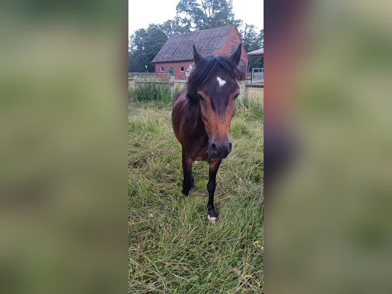 Dartmoor Mix Gelding 4 years 13.1 hh Bay-Dark in Großenkneten