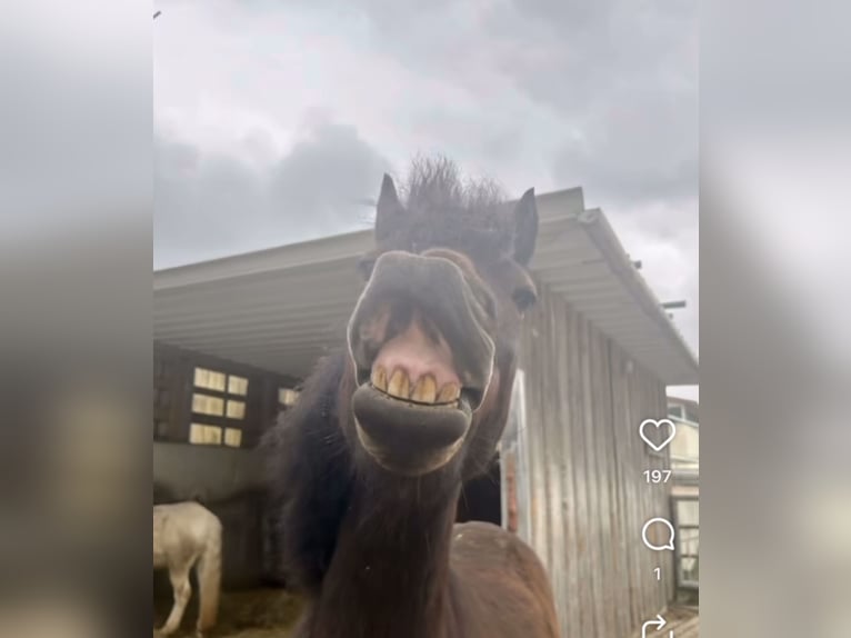 Dartmoor Gelding 5 years 12,2 hh Bay-Dark in Aurach