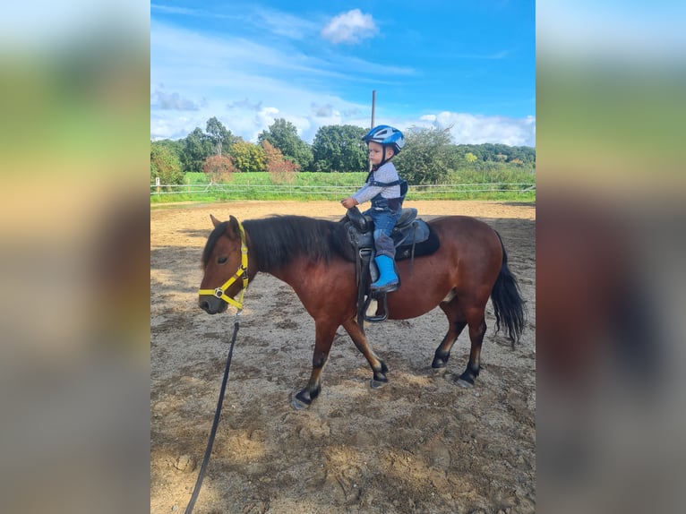 Dartmoor Gelding 6 years 12,2 hh Brown in Wachtberg