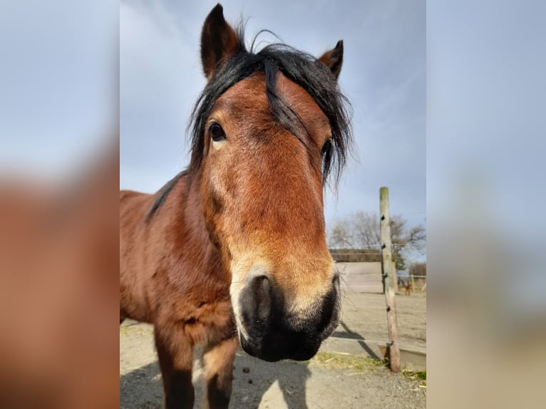 Dartmoor Gelding 6 years 12,2 hh Brown in Wachtberg