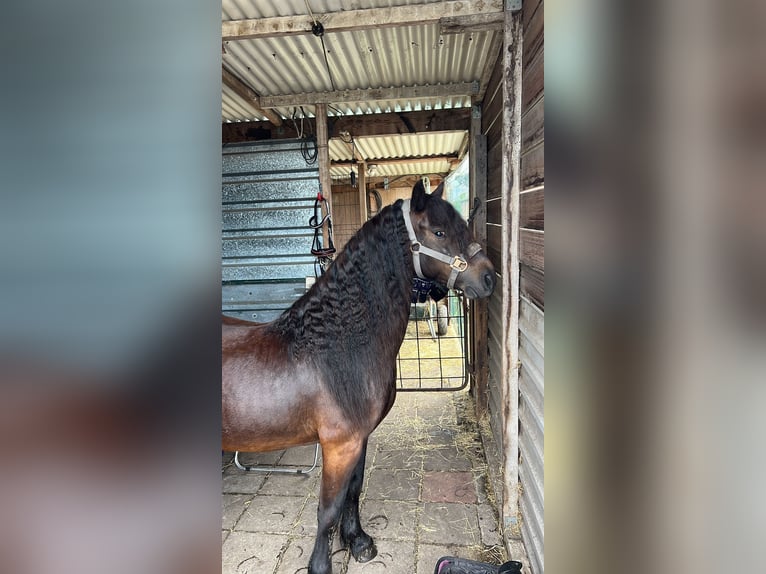 Dartmoor Gelding 7 years 12,1 hh Bay-Dark in Achtmaal