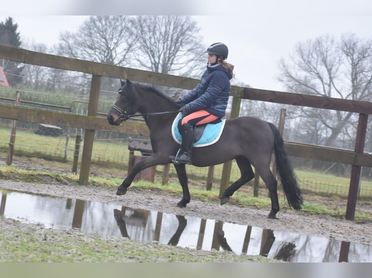 Dartmoor Gelding 7 years 12,1 hh Bay-Dark in Achtmaal