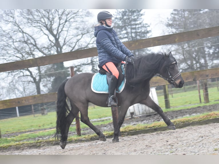 Dartmoor Gelding 7 years 12,1 hh Bay-Dark in Achtmaal