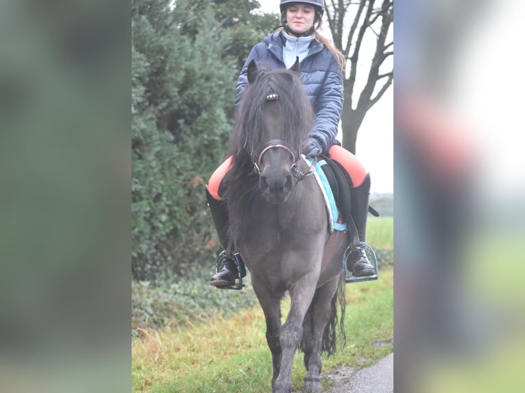 Dartmoor Gelding 7 years 12,1 hh Bay-Dark in Achtmaal