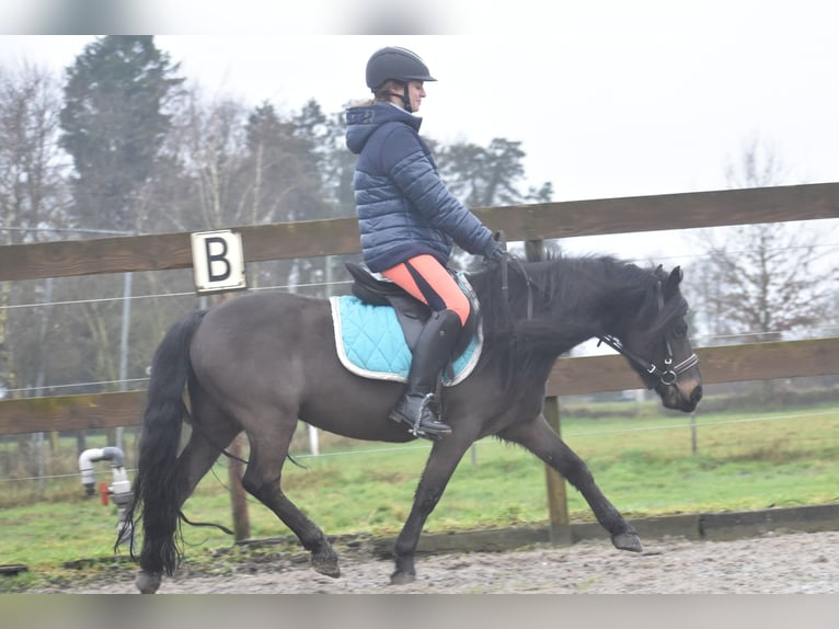 Dartmoor Gelding 7 years 12,1 hh Bay-Dark in Achtmaal