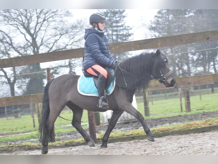 Dartmoor Gelding 7 years 12,1 hh Bay-Dark in Achtmaal