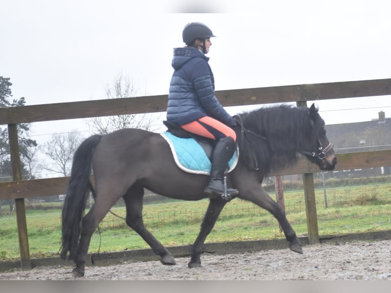 Dartmoor Gelding 7 years 12,1 hh Bay-Dark in Achtmaal