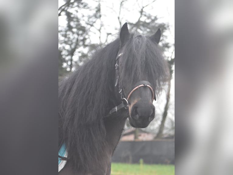 Dartmoor Gelding 7 years 12,1 hh Bay-Dark in Achtmaal