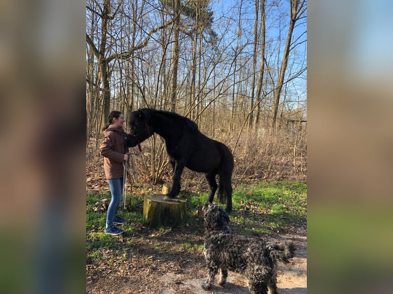 Dartmoor Gelding 7 years 12,1 hh Bay-Dark in Budenheim