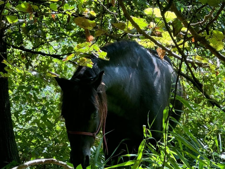 Dartmoor Gelding 7 years 12,1 hh Bay-Dark in Budenheim