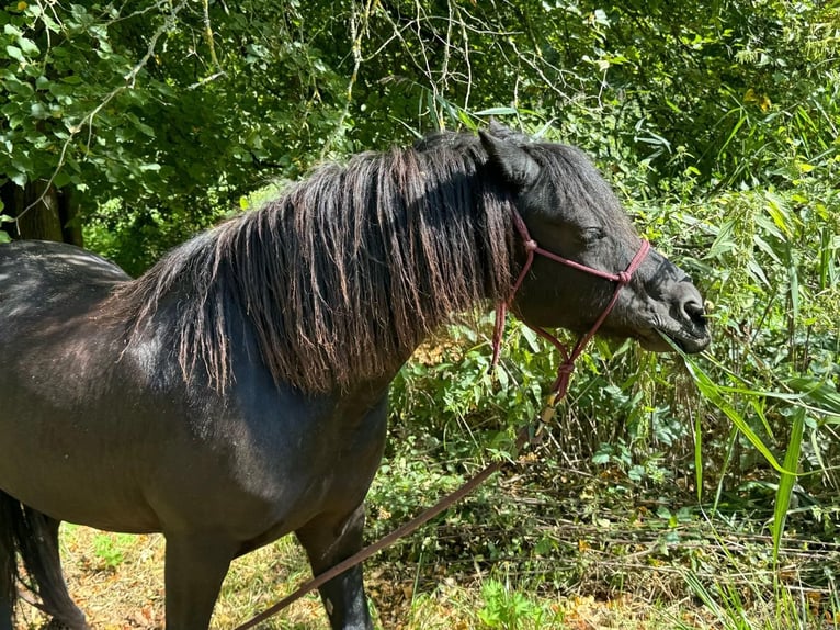 Dartmoor Gelding 7 years 12,1 hh Bay-Dark in Budenheim