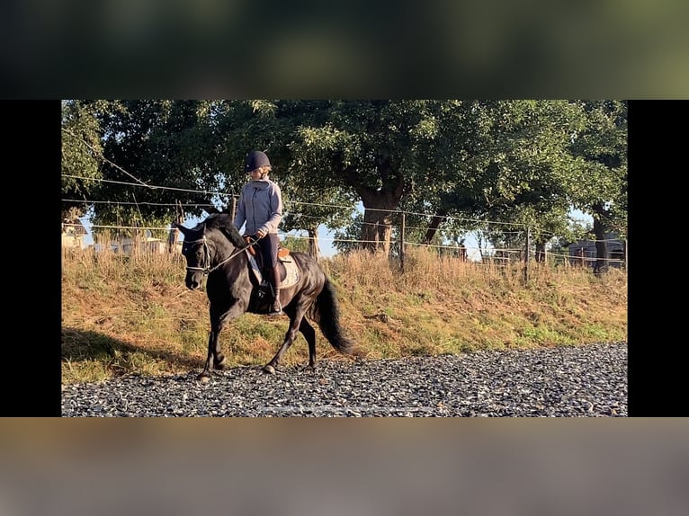 Dartmoor Gelding 7 years 12,2 hh Black in Staig