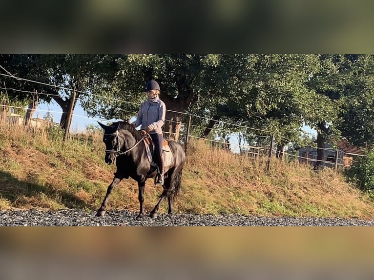 Dartmoor Gelding 7 years 12,2 hh Black in Staig