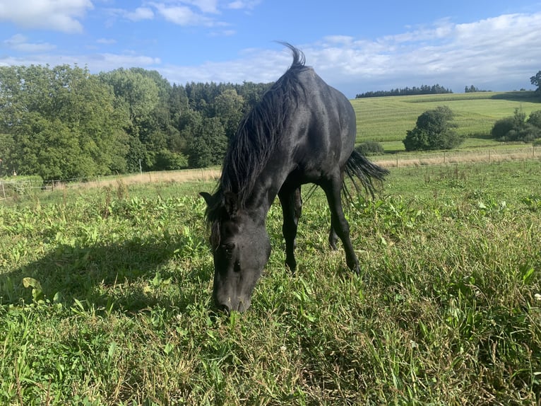 Dartmoor Gelding 7 years 12,2 hh Black in Staig