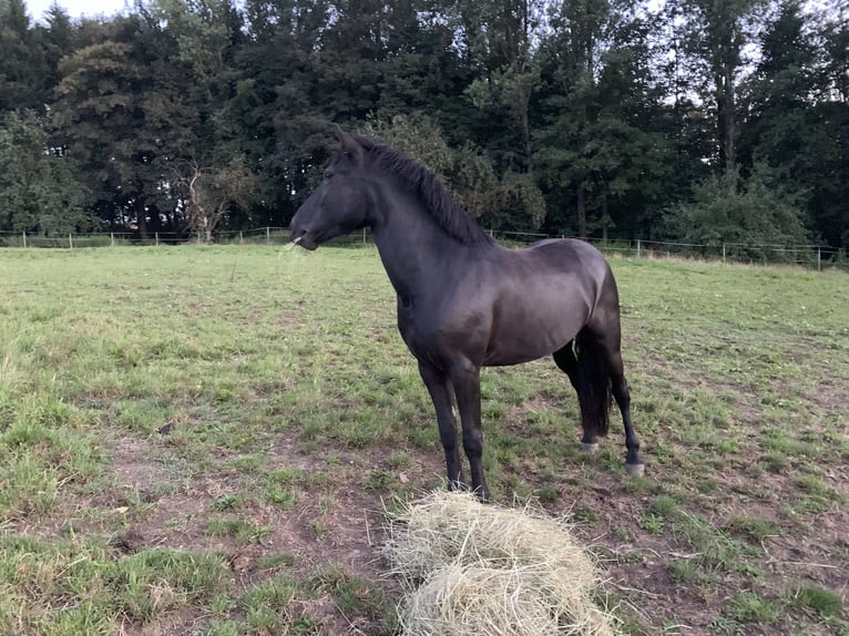 Dartmoor Gelding 7 years 12,2 hh Black in Staig