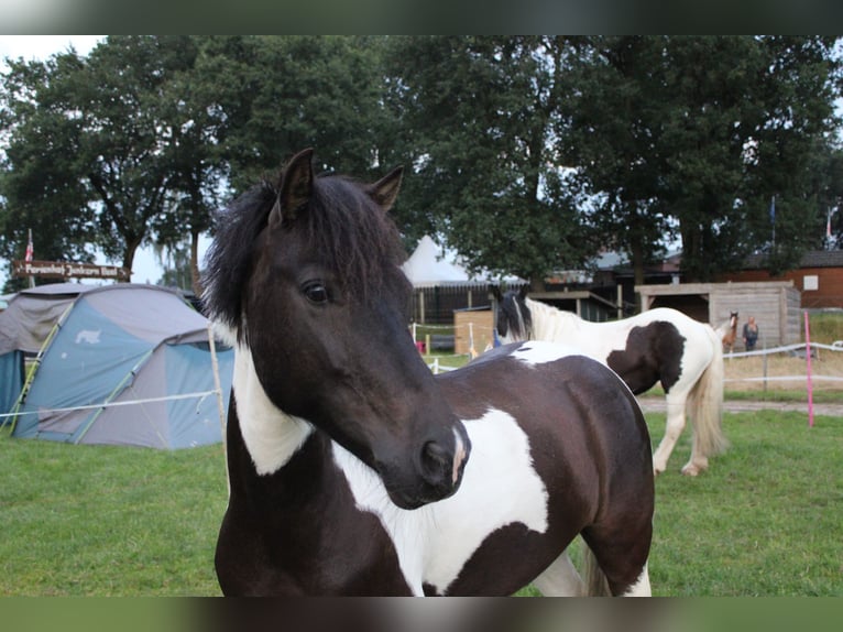 Dartmoor Gelding 7 years 12,2 hh Pinto in Rastede