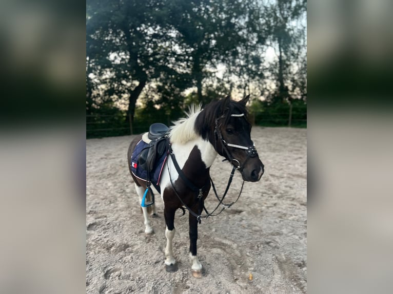 Dartmoor Gelding 7 years 12,2 hh Pinto in Rastede