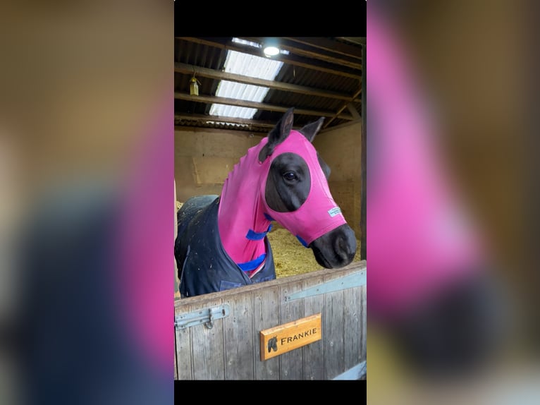 Dartmoor Mix Gelding 8 years 12,2 hh Black in Downham Market