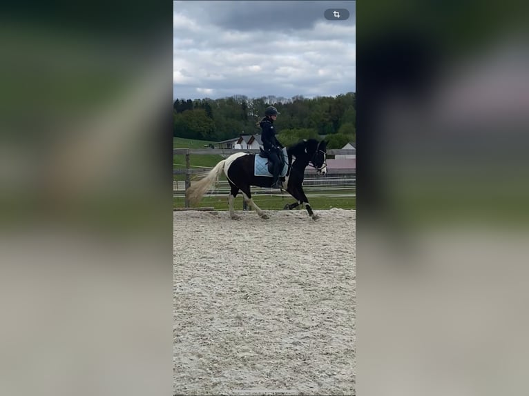 Dartmoor Gelding 9 years 14,1 hh Pinto in Landau an der Isar