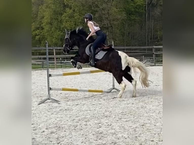 Dartmoor Gelding 9 years 14,1 hh Pinto in Landau an der Isar