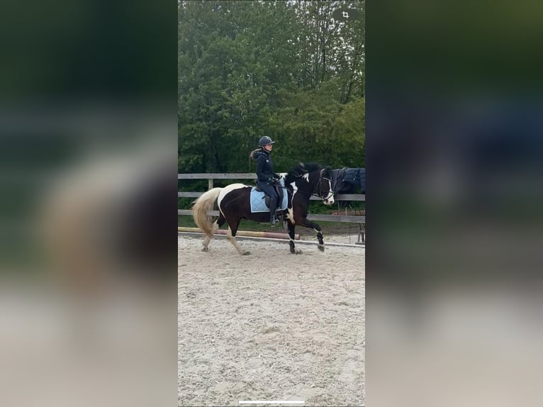 Dartmoor Gelding 9 years 14,1 hh Pinto in Landau an der Isar