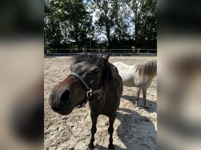 Dartmoor Gelding 9 years Bay-Dark in WesterholtWesterholt