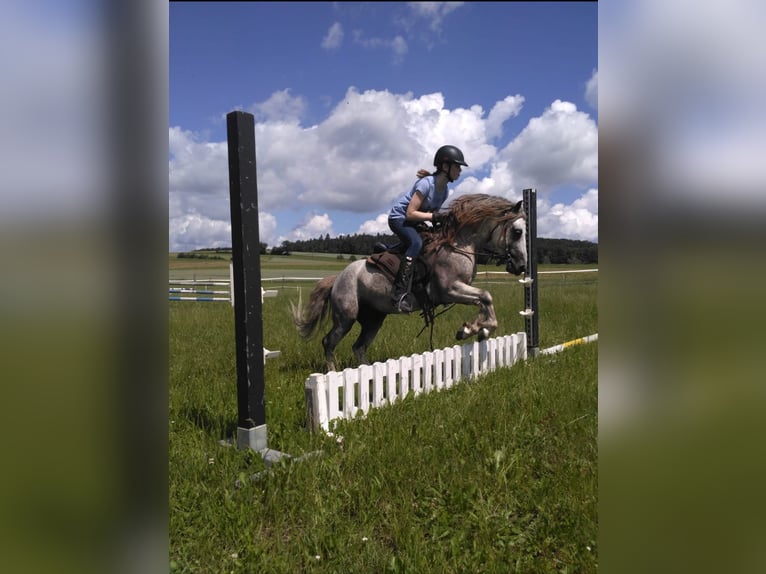 Dartmoor Hengst 16 Jahre 120 cm Rotschimmel in Buch am Irchel