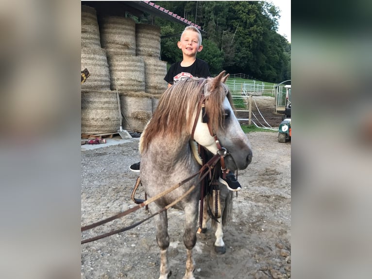 Dartmoor Hengst 17 Jahre 120 cm Rotschimmel in Buch am Irchel