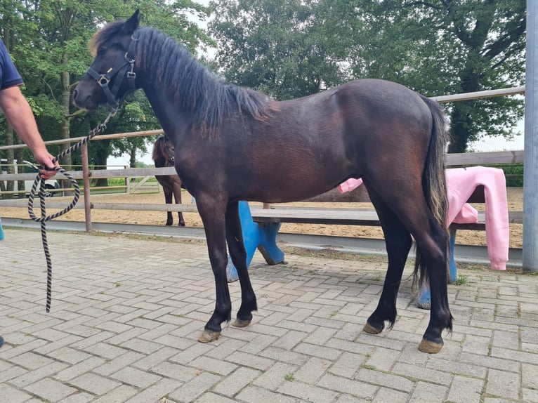 Dartmoor Hengst 1 Jaar 126 cm Zwart in Bockhorst