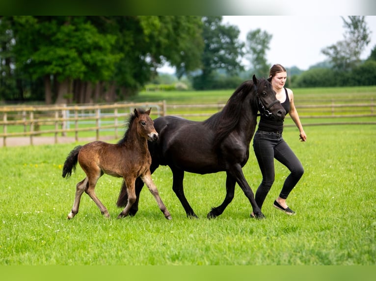 Dartmoor Hengst 1 Jaar 126 cm Zwart in Edewecht