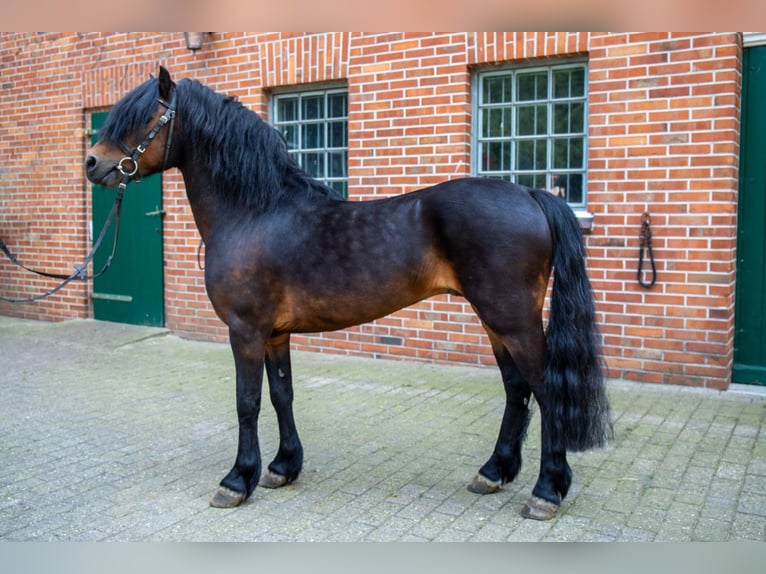 Dartmoor Hengst 1 Jaar 126 cm Zwart in Edewecht