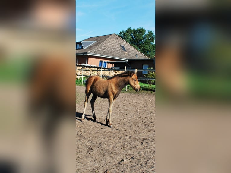 Dartmoor Hengst 1 Jaar Bruin in Langenhagen