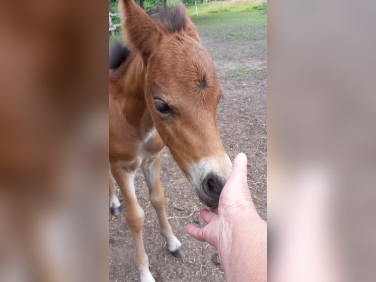 Dartmoor Hengst 1 Jaar Bruin in Langenhagen