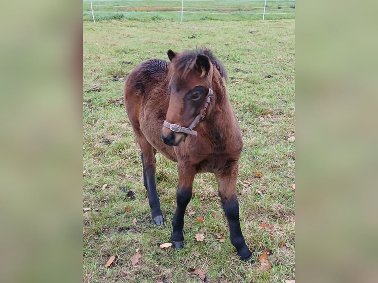 Dartmoor Hengst 1 Jaar Donkerbruin in Langenhagen