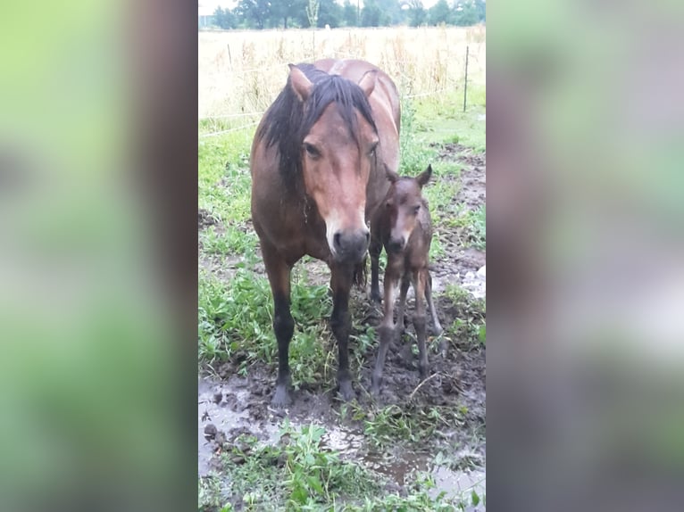 Dartmoor Hengst 1 Jaar Donkerbruin in Langenhagen