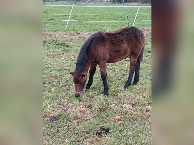 Dartmoor Hengst 1 Jaar Donkerbruin in Langenhagen