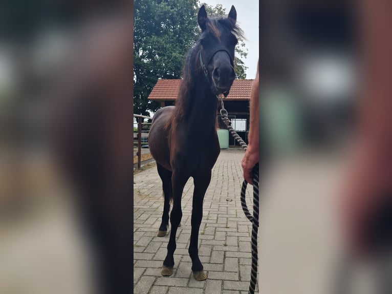 Dartmoor Hengst 1 Jahr 126 cm Rappe in Bockhorst