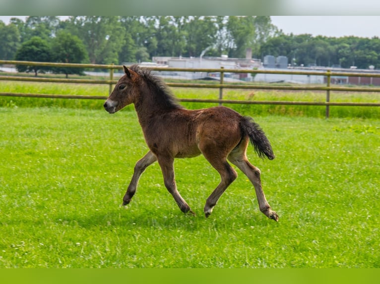 Dartmoor Hengst 1 Jahr 126 cm Rappe in Edewecht