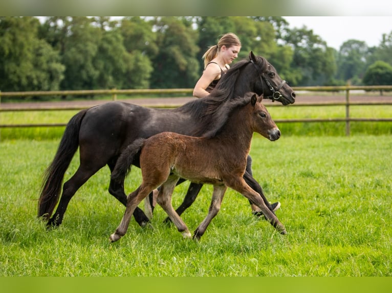 Dartmoor Hengst 1 Jahr 126 cm Rappe in Edewecht