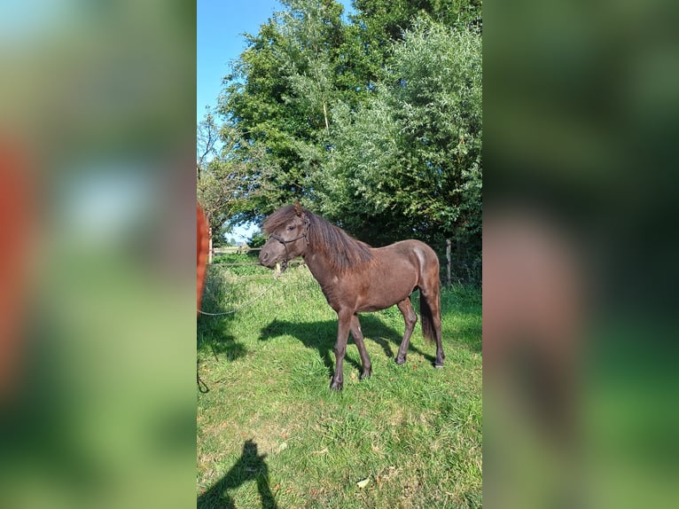 Dartmoor Hengst 1 Jahr Rappe in Rhenen