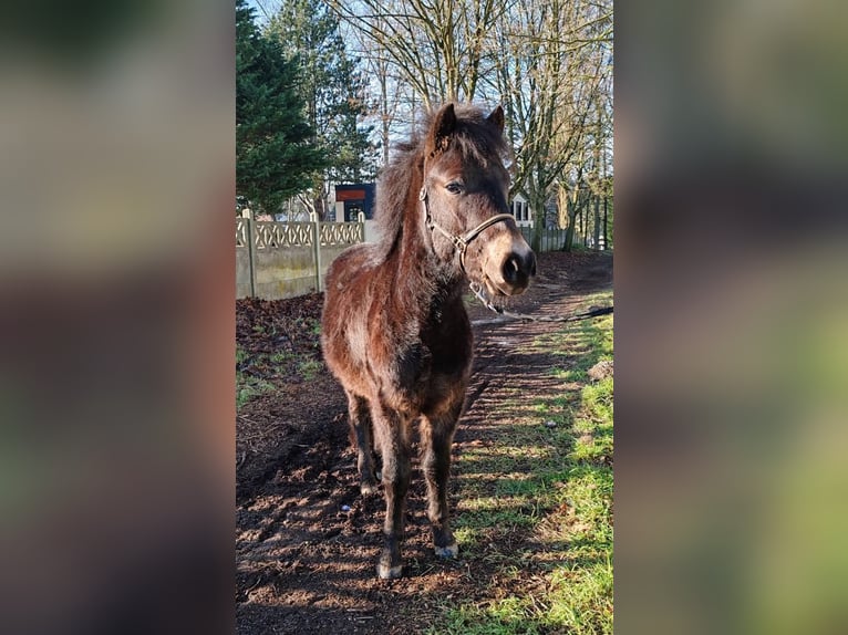 Dartmoor Hengst 2 Jaar 120 cm Zwartbruin in Etaples