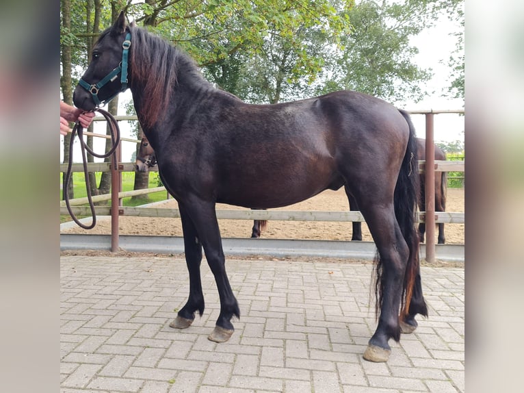 Dartmoor Hengst 2 Jaar 126 cm Zwart in Bockhorst