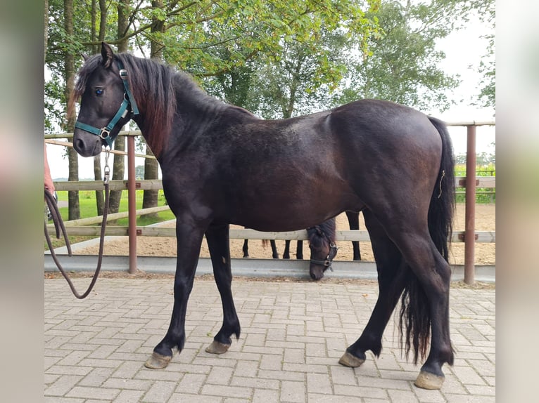 Dartmoor Hengst 2 Jahre 126 cm Rappe in Bockhorst