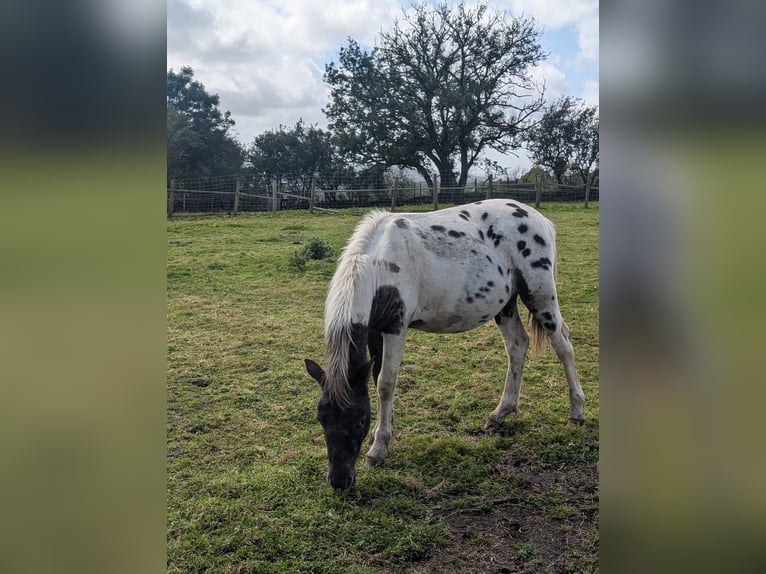 Dartmoor Hengst 2 Jahre in Llanelli