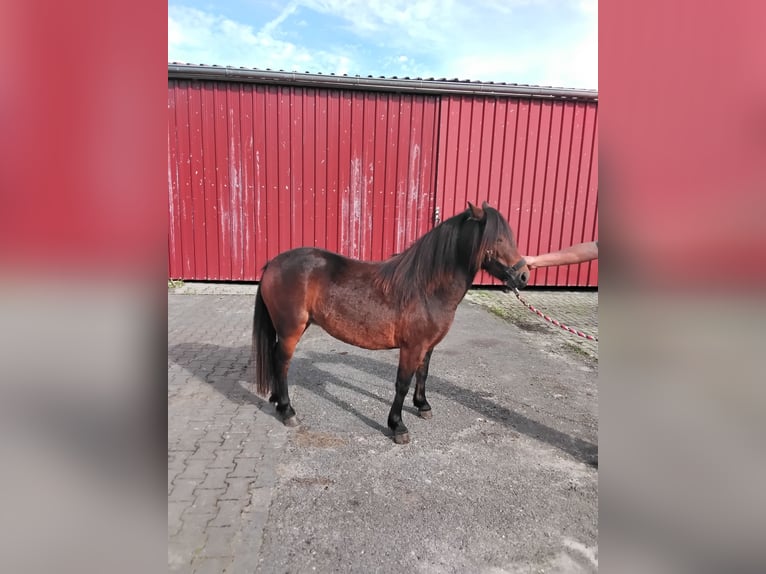 Dartmoor Hengst 3 Jaar 121 cm Donkerbruin in Bockhorst