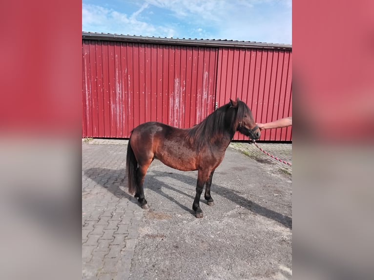 Dartmoor Hengst 3 Jaar 121 cm Donkerbruin in Bockhorst